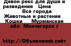 Девон рекс для души и разведения › Цена ­ 20 000 - Все города Животные и растения » Кошки   . Мурманская обл.,Мончегорск г.